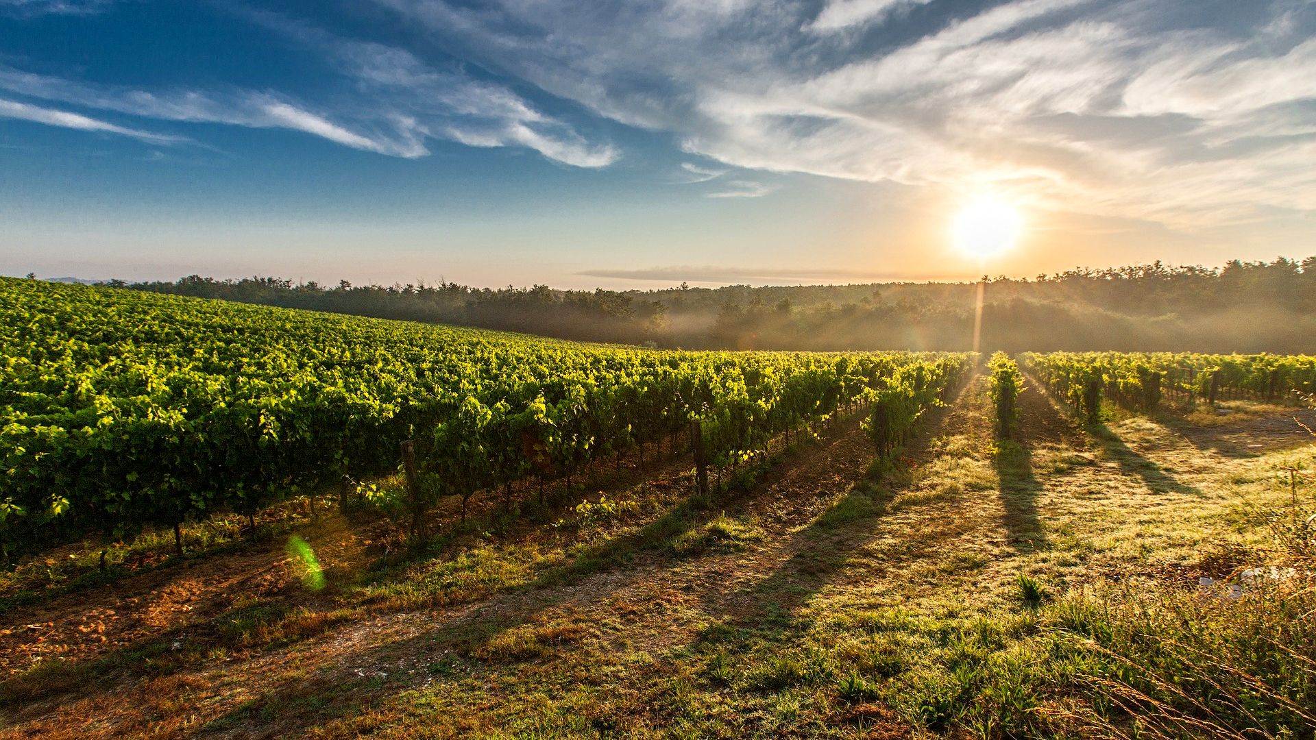 camping en Ardèche avec vue sur les vignes