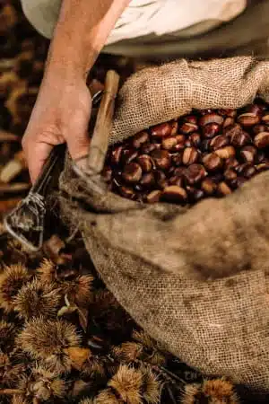 location de roulotte et la tente lodge au milieu des châtaigniers centenaires